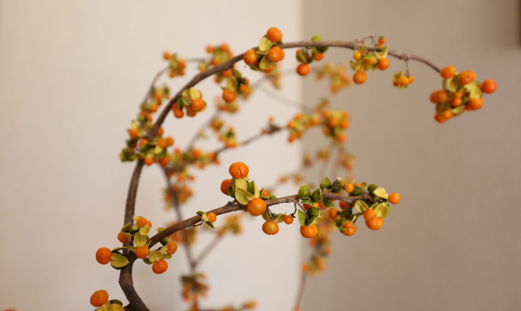 花　秋